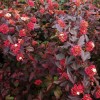 Physocarpus opulifolius 'Red Baron' - Lodjapuulehine põisenelas 'Red Baron' C1/1L